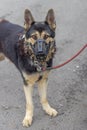 German Shepherd Mouth Guard