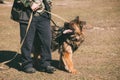 German Shepherd On Obedience Dog Training. Alsatian Wolf Dog Royalty Free Stock Photo