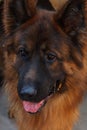The German shepherd is one of the most popular and recognizable dog breeds on the planet.