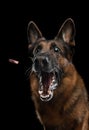 German shepherd with open mouth. Dog catches food on a dark background in the studio Royalty Free Stock Photo