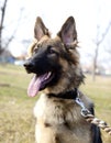 Lovely German Shepherd in the Outdoor, Summer