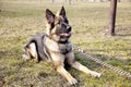 Lovely German Shepherd in the Outdoor, Summer