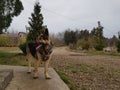 German shepherd outisde