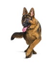 German shepherd panting and walking towards the camera Royalty Free Stock Photo