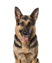 A German shepherd panting, Royalty Free Stock Photo