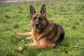 German shepherd in park