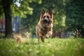 a german shepherd in a park, tail sweeping the grass in chase Royalty Free Stock Photo