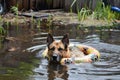 german shepherd with a pawprint swim ring in backyard pond