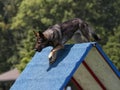 German Shepherd Going over A Frame in Agility Course Royalty Free Stock Photo