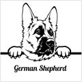 German Shepherd - Peeking Dogs - - breed face head isolated on white Royalty Free Stock Photo