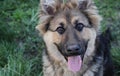 German shepherd. photo