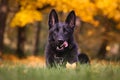 German shepherd Royalty Free Stock Photo