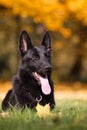 German shepherd Royalty Free Stock Photo
