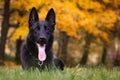 German shepherd Royalty Free Stock Photo