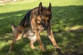 German shepherd playing fetch Royalty Free Stock Photo