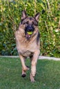 German Shepherd Playing