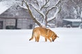 German Shepherd Playing in the Snow