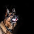 German shepherd plays with a ball on a black plan.