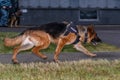 German shepherd police dog. Close up. Russian Police. Translations for non-English text: `Police` Royalty Free Stock Photo