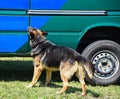 German shepherd police dog Royalty Free Stock Photo