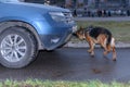 German shepherd police dog sniffs out drugs or bomb in the car. Terrorist attacks prevention. Security Royalty Free Stock Photo