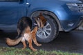 German shepherd police dog sniffs out drugs or bomb in the car. Terrorist attacks prevention. Security Royalty Free Stock Photo