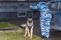 German shepherd police dog sniffs out drugs or bomb in the car. Terrorist attacks prevention. Security Royalty Free Stock Photo