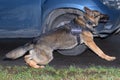 German shepherd police dog sniffs out drugs or bomb in the car. Terrorist attacks prevention. Security Royalty Free Stock Photo