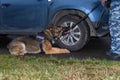 German shepherd police dog sniffs out drugs or bomb in the car. Terrorist attacks prevention. Security Royalty Free Stock Photo