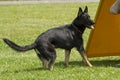 German Shepherd in Police Dog Training Royalty Free Stock Photo