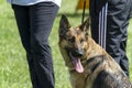 German Shepherd Police K-9 Dog In Training Royalty Free Stock Photo