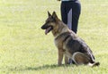 German Shepherd In Police K-9 Training Royalty Free Stock Photo