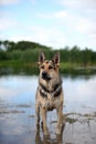 German Shepherd in a Pond