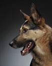 German shepherd portait in the gray studio