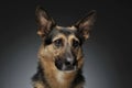 German shepherd portait in the gray studio