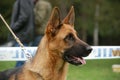 German Shepherd at the presentation Royalty Free Stock Photo