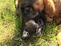 German shepherd profile. Royalty Free Stock Photo