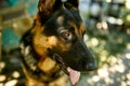 Happy German Shepherd in profile with a protruding Royalty Free Stock Photo