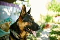 Happy German Shepherd in profile with a protruding Royalty Free Stock Photo