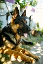 Happy German Shepherd in profile with a protruding Royalty Free Stock Photo