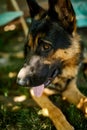 Happy German Shepherd in profile with a protruding Royalty Free Stock Photo