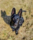 GERMAN SHEPHERD PUPPIE Royalty Free Stock Photo