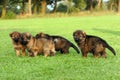 German shepherd puppies