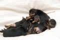 German shepherd puppies Royalty Free Stock Photo
