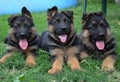 German Shepherd puppies Royalty Free Stock Photo