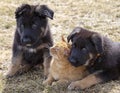 German Shepherd puppies with cat