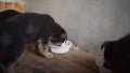 German shepherd puppies eat all together. Five german shepherds. puppy Royalty Free Stock Photo