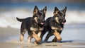 Cute German Shepherd puppy pals running on the beach with their tails wagging. Royalty Free Stock Photo