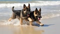 Two cute German Shepherd puppies playing and running on the beach