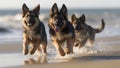 Cute German Shepherd puppies playing on the beach Royalty Free Stock Photo